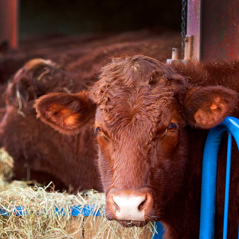 Ruminant Care
