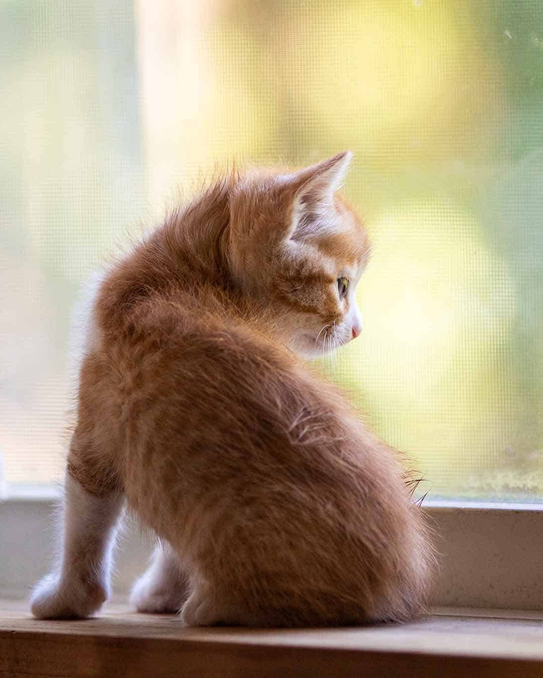 Kitten sitting in window