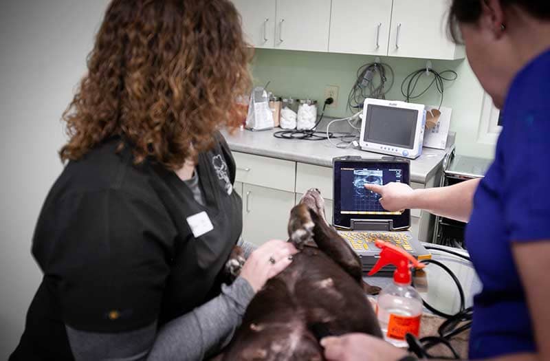 A dog being prepped for surgery
